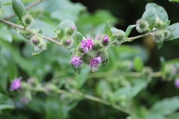  Common Burdock (Arctium) with purple flower on top of head growing beside a country roadway. Kingston, Ontario.   

