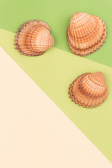 Colorful holiday background with shells