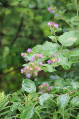  Common Burdock (Arctium) with purple flower on top of head growing beside a country roadway. Kingston, Ontario.   

