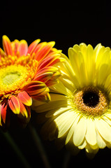 gerbera flower on a black background, gerbera in the shade