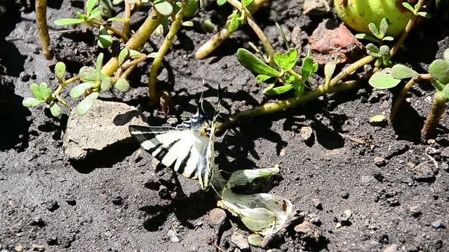 Iphiclides podalirius, scarce swallowtail, drink