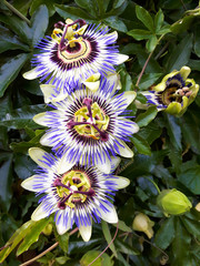 Three passion flowers above each other.