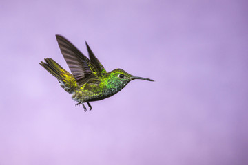 Hummingbird in Flight - Versicolored Emerald (Amazilia versicolor) in Iguazu Falls, Brasil -...