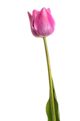 Single lilac tulip flower isolated on white background