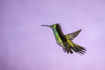 Hummingbird in Flight - Versicolored Emerald (Amazilia versicolor) in Iguazu Falls, Brasil - Argentina major Touristic Destination