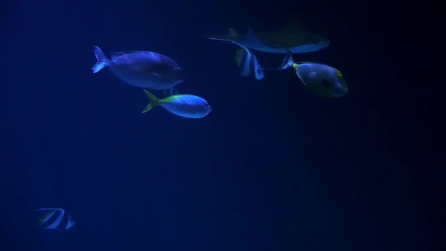 Different tropical sea fish swimming around in a large fish tank in an aquarium. The ambient light in the water has a dark blue hue to it.