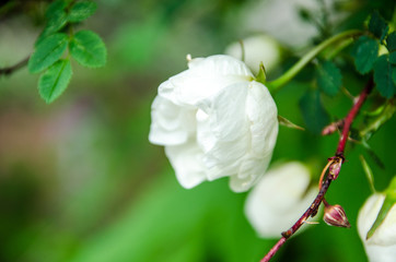 Obraz premium rose in summer, white flower blossomed in the sun