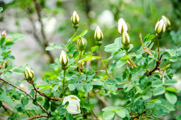 Obraz premium rose in summer, white flower blossomed in the sun