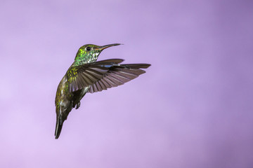 Hummingbird in Flight - Versicolored Emerald (Amazilia versicolor) in Iguazu Falls, Brasil -...