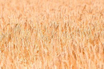 Wheat field. Gold wheat close-up. Rural scenery under the shining sunlight. The concept of a rich harvest.
