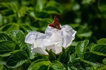 Butterfly on a white flower blossom