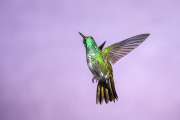 Hummingbird in Flight - Versicolored Emerald (Amazilia versicolor) in Iguazu Falls, Brasil - Argentina major Touristic Destination