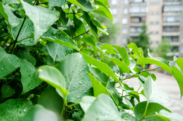 peonies have not blossomed yet