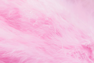 Pink bird feathers in soft and blur style, Fluffy pink feather background