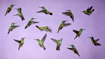 Hummingbirds in Flight - Collage of several Versicolored Emerald Hummingbird Isolated  from Background © buteo