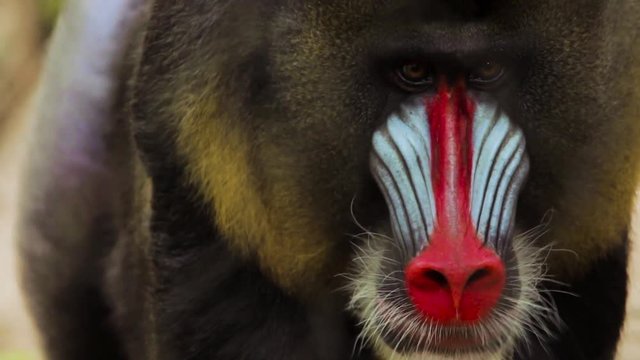 Close up of a Male Mandrill's face.