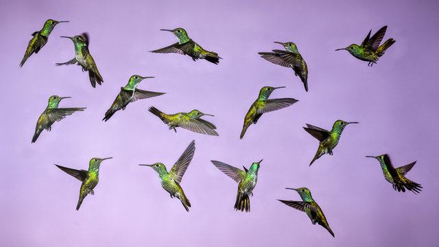 Hummingbirds in Flight - Collage of several Versicolored Emerald Hummingbird Isolated  from Background