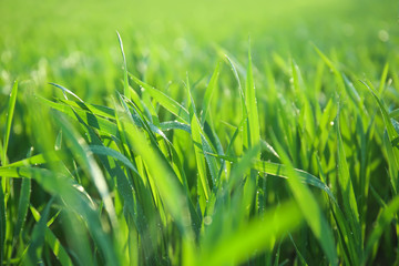 Young green wheat with dew drops on spring day, closeup