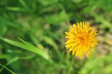 Beautiful dandelion on spring day