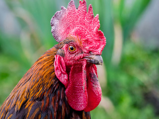 Portrait of a brown cock in the garden on a green background. Close-up_