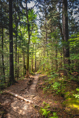 Thin Dirt Trail Through Smokies Forest