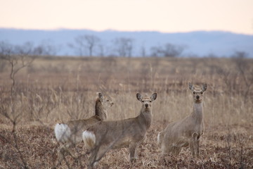 Yezo sika deers in Hokkaido in the early morning