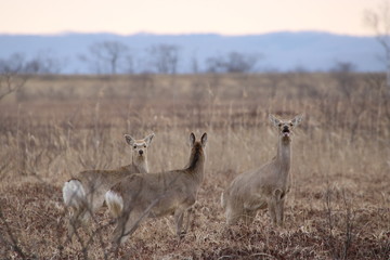 Yezo sika deers in Hokkaido in the early morning