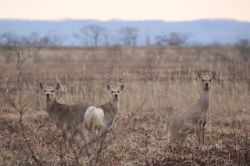 Yezo sika deers in Hokkaido in the early morning