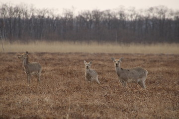 Naklejka na ściany i meble Yezo sika deers in Hokkaido in the early morning