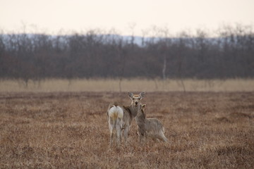 Yezo sika deers in Hokkaido in the early morning