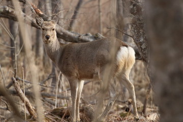 Yezo sika deer's closeup 