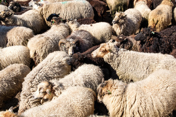 Fototapeta premium A flock of sheep driven together in a small space