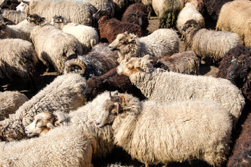 A flock of sheep driven together in a small space