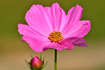 Fleur dans un jardin.