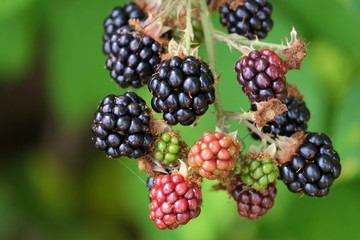 Grappes de mûres dans les bois.