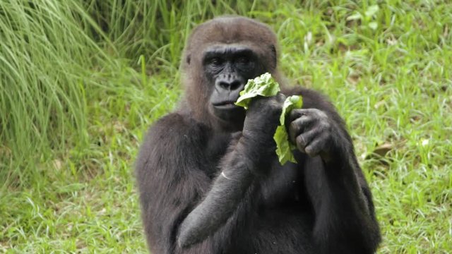 Medium shot of a gorilla sitting in a field of grass eating foliage. Occasionally looks in the direction of the camera and brushes food on hand.