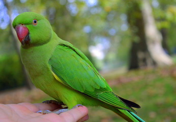 green parrot on hand