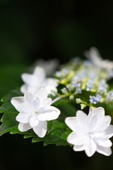 Hydrangea