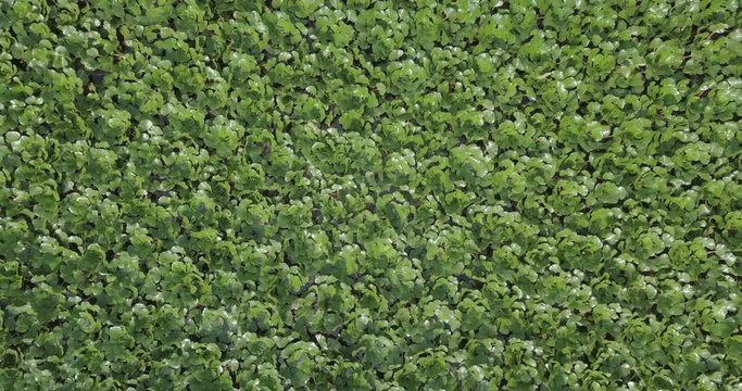 Aerial view of aquatic floating plants