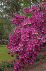 Obraz premium Pink Azalea Blooms Bend Branches