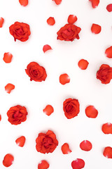 Floral pattern made of red roses on white background. Flat lay, top view. Valentine's background