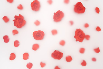 Floral pattern made of red roses on white background. Unfocused blur effect. Flat lay, top view. Valentine's background