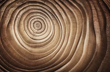 Poster Stump of tree felled - section of the trunk with annual rings. Slice wood. © Tryfonov