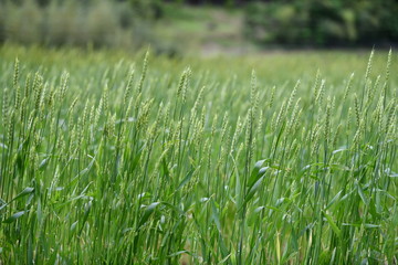 Field of wheat