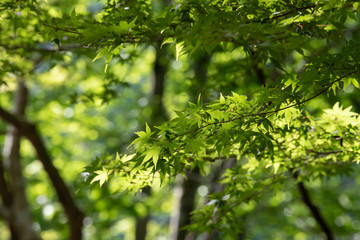 Fototapeta na wymiar fresh green maple