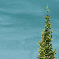 Pine Tree with Blue Lake Water Background
