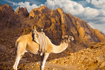 Sinai Mountain of Moses Egypt, Camel ship of the desert