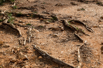 Racines de Pin -  Les aléas des chemins du Littoral 