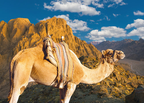 Sinai Mountain of Moses Egypt, Camel ship of the desert