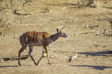 Nyala in Kruger National park, South Africa ; Specie Tragelaphus angasii family of Bovidae